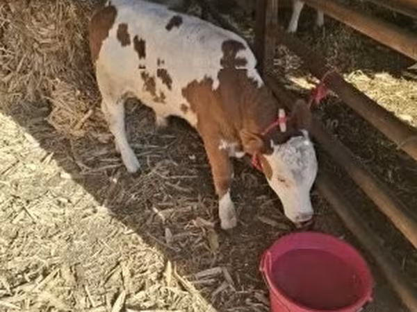 Byk, Węgierska szara rasa — Węgry