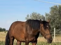 Yegua, Caballos — foto 5