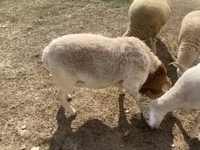 Bélier, Dorper sheep — photo 5