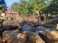 Ovejas (lote, sexo no especificado), Dorper sheep — foto 3