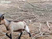 تيس, الماعز — الصورة 8