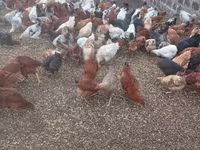 Chickens — 2-rasm