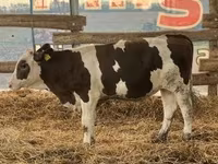 公牛, Russian Black pied cattle — 照片 1