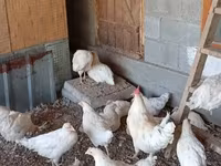 Chickens — photo 3