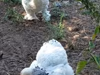 Brahma — photo 5