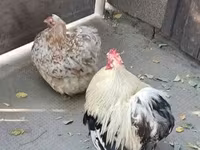 Pekin Bantam — zdjęcie 1