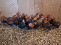 Chickens — Foto 1