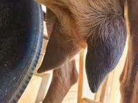 Cabra, Alpine goat — foto 5