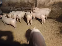 公猪 — 照片 1