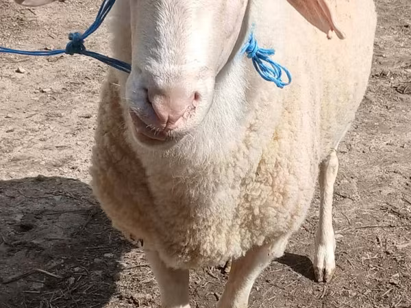 Ram, Assaf sheep