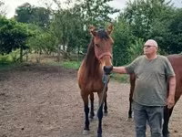 Égua, Cavalos — foto 3