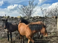 Madyan, Atlar — foto 5