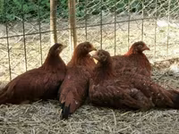 Chickens — zdjęcie 7