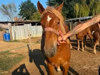 فرس, Hungarian horse breed — الصورة 3