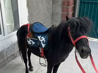 Pastuv, North Swedish horse — fotografija 2