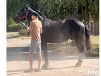 公马, Horses — 照片 3