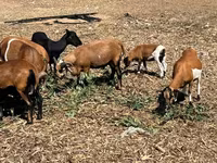 雄羊, Cameroon sheep — 写真 1