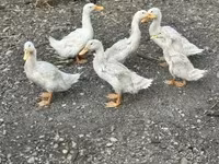 Ducks — zdjęcie 3