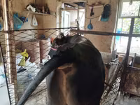 Бұқа, Ірі қара — 2-сурет