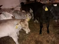Bik, Simmental cattle — fotografija 2