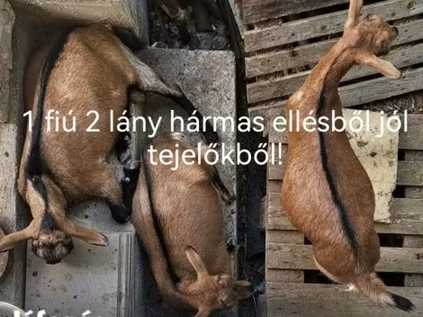 母山羊, Goats