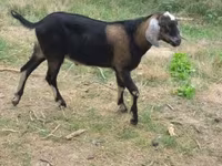 Ziegenbock, Nubian Goat — Foto 1
