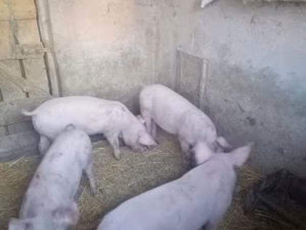 Pigs (batch, sex not specified), Pigs