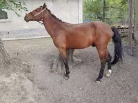 Pastuv, Karachay horse — fotografija 1