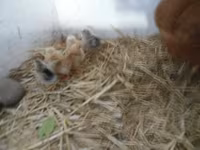 Chickens — Foto 3