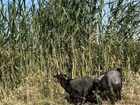 बकरी, Czech Brown Shorthaired goats — फ़ोटो 4