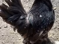 Chickens — zdjęcie 3