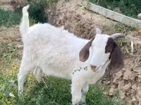 बकरी, Boer goat — फ़ोटो 3