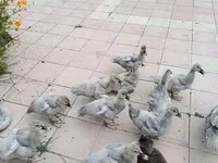 Ducks — fotografija 1