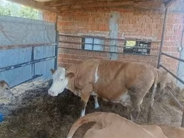 Vaca, French Simmental cattle — Hungria