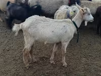 Echki, Alpine goat — 1-rasm
