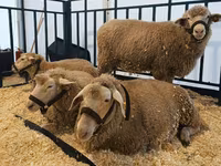 Ovca, Kuibyshev sheep — fotografija 3