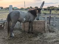 雄馬, Kazakh horse — 写真 3