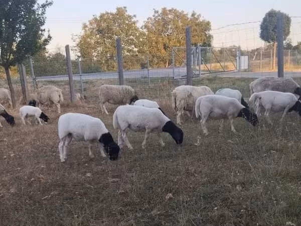 Ovelha, Dorper sheep — Hungria