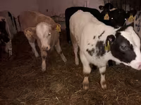 Bik, Simmental cattle — fotografija 2
