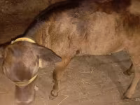 Krava, Ukrainian Brown Dairy Cattle — fotografija 5