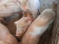 母猪, Крупная белая — 照片 4