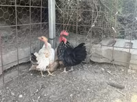 Chickens — fotografija 3