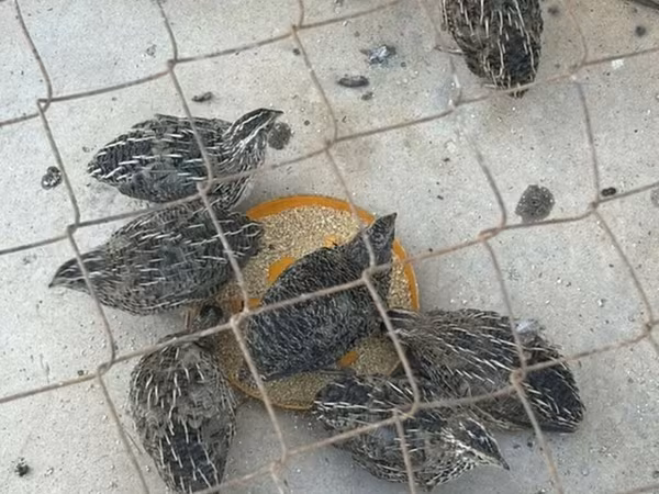 Kraljevska prepelica