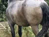 Kobila, Hungarian horse breed — fotografija 4