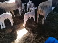 母羊, Sheep — 照片 2