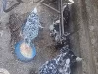 डेनिश हेन — फ़ोटो 6