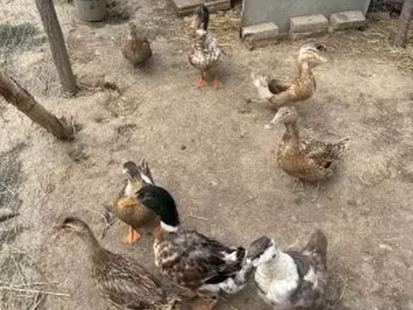 Ducks