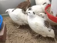 Quails — الصورة 2
