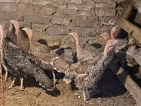 Turkeys — zdjęcie 4