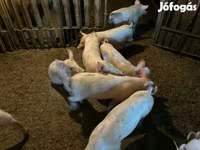मादा सूअर, सूअर — फ़ोटो 3